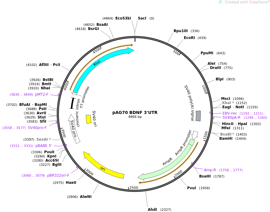 pAG70 BDNF 3'UTR质粒图谱